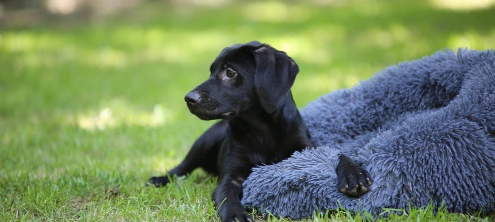 Hunderettung in Hagen