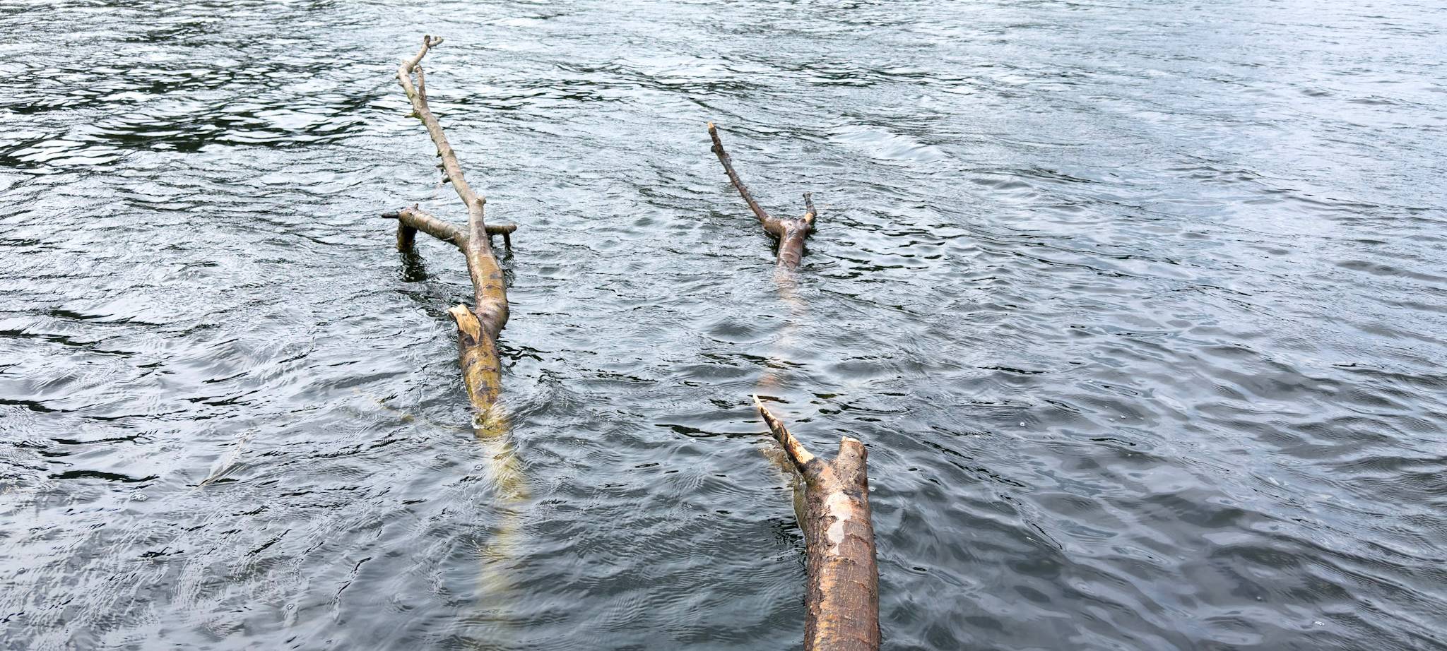 Die Bäume müssen weg...