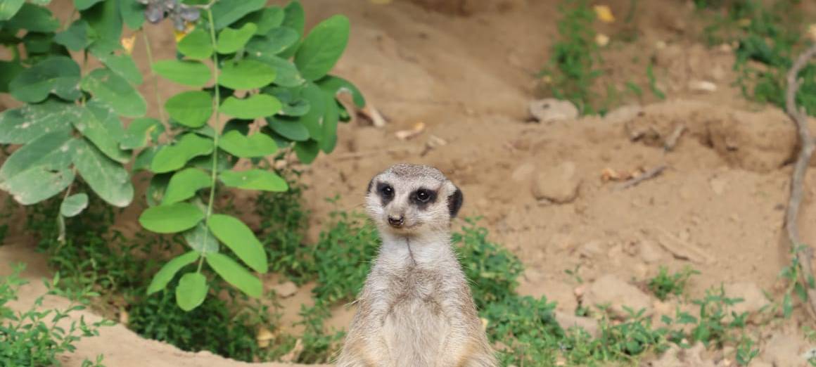 Lichtblicke ermöglicht Zoobesuch