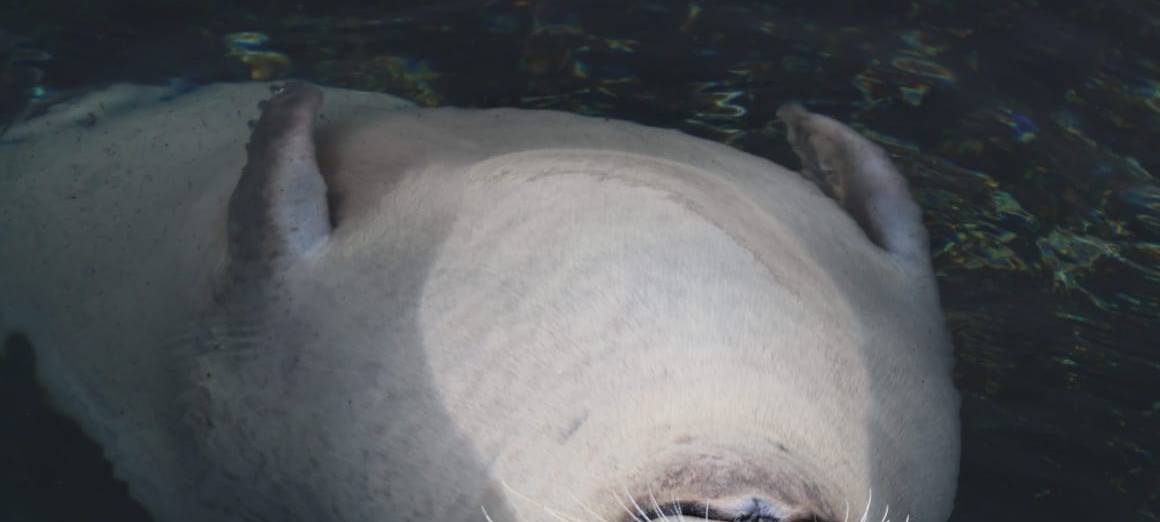 Lichtblicke ermöglicht Zoobesuch
