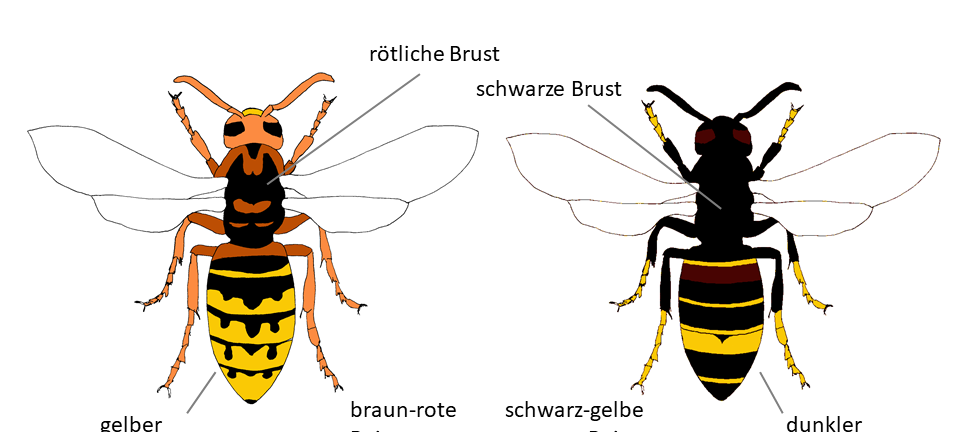Asiatische Hornisse in Hagen