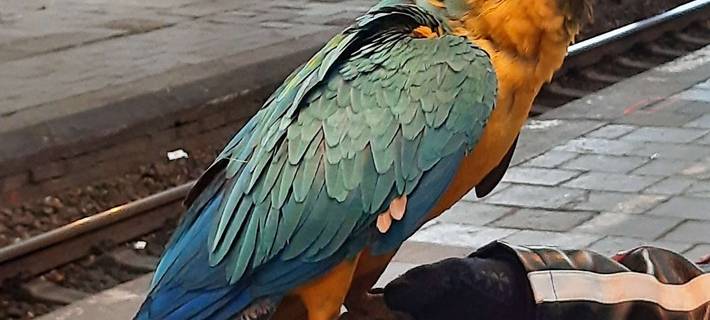 Ein Papagei im Hagener Bahnhof