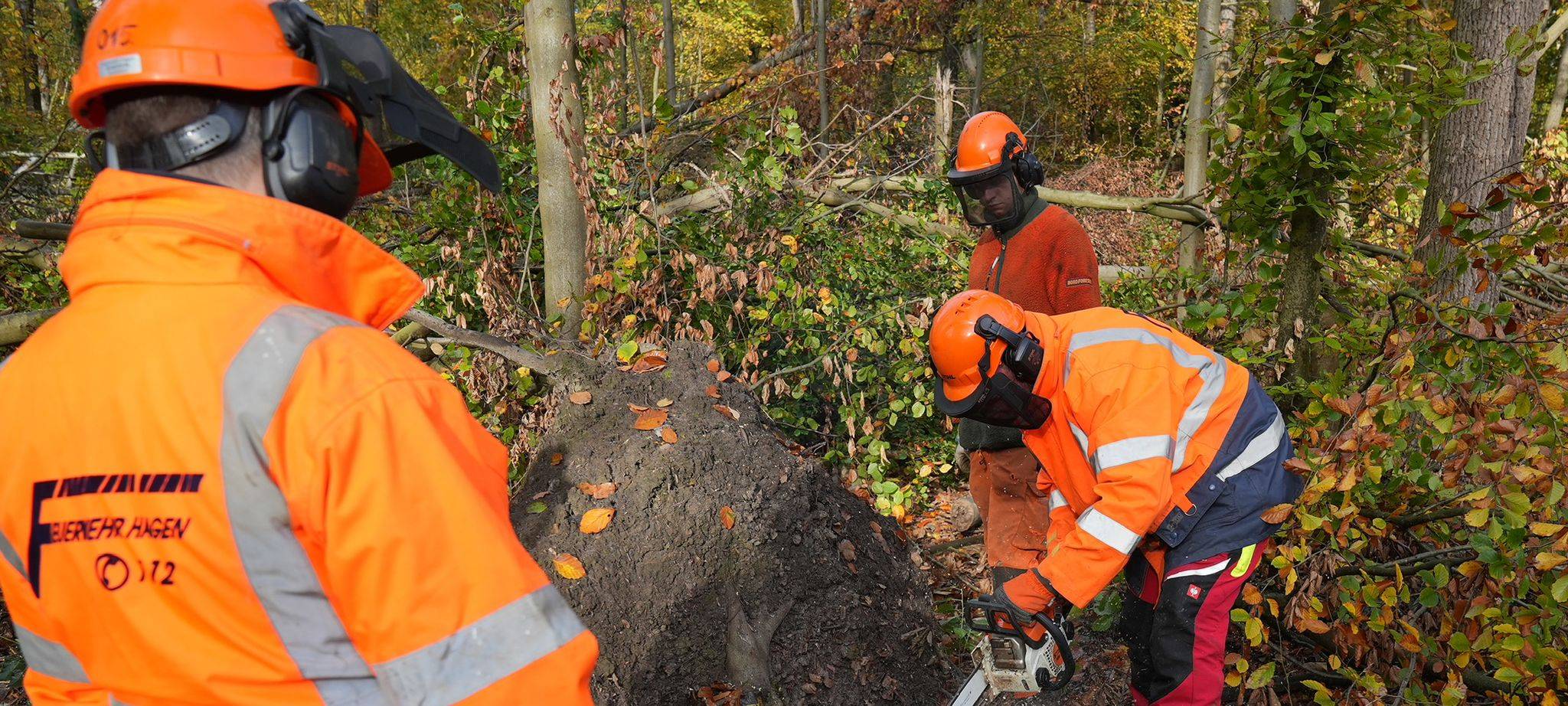 Windwirft Bäume um...