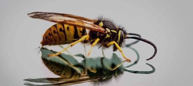 Asiatische Hornisse: Wie man sie erkennt und meldet