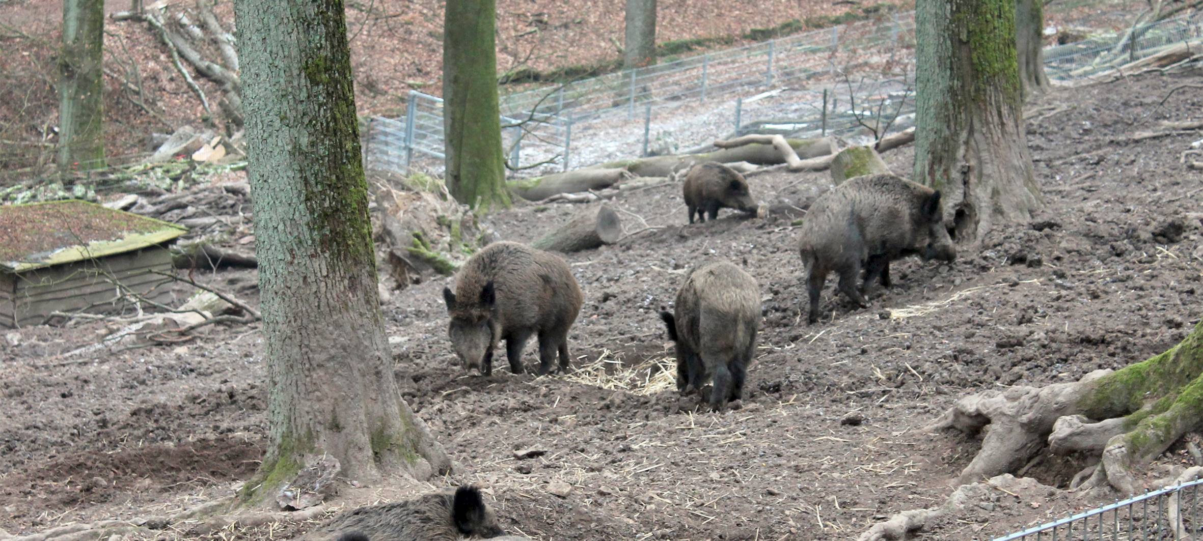 Afrikanische Schweinepest