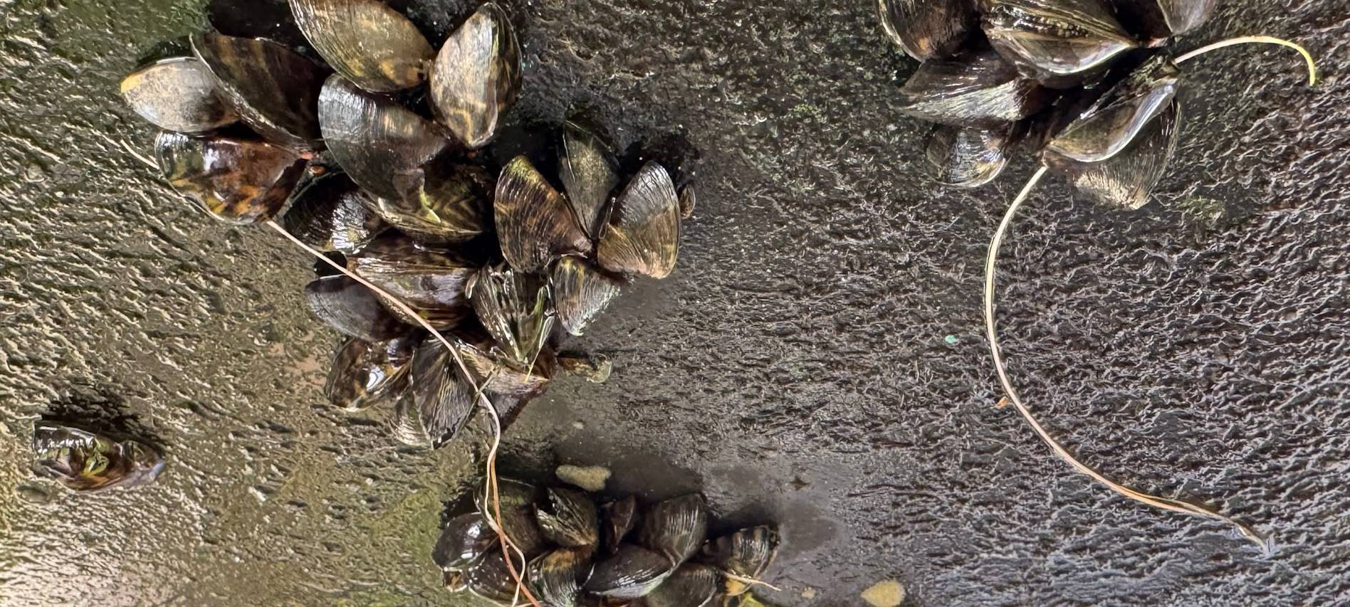 Reste von Quaggamuscheln an einem Boot nach dem Abkärchern.