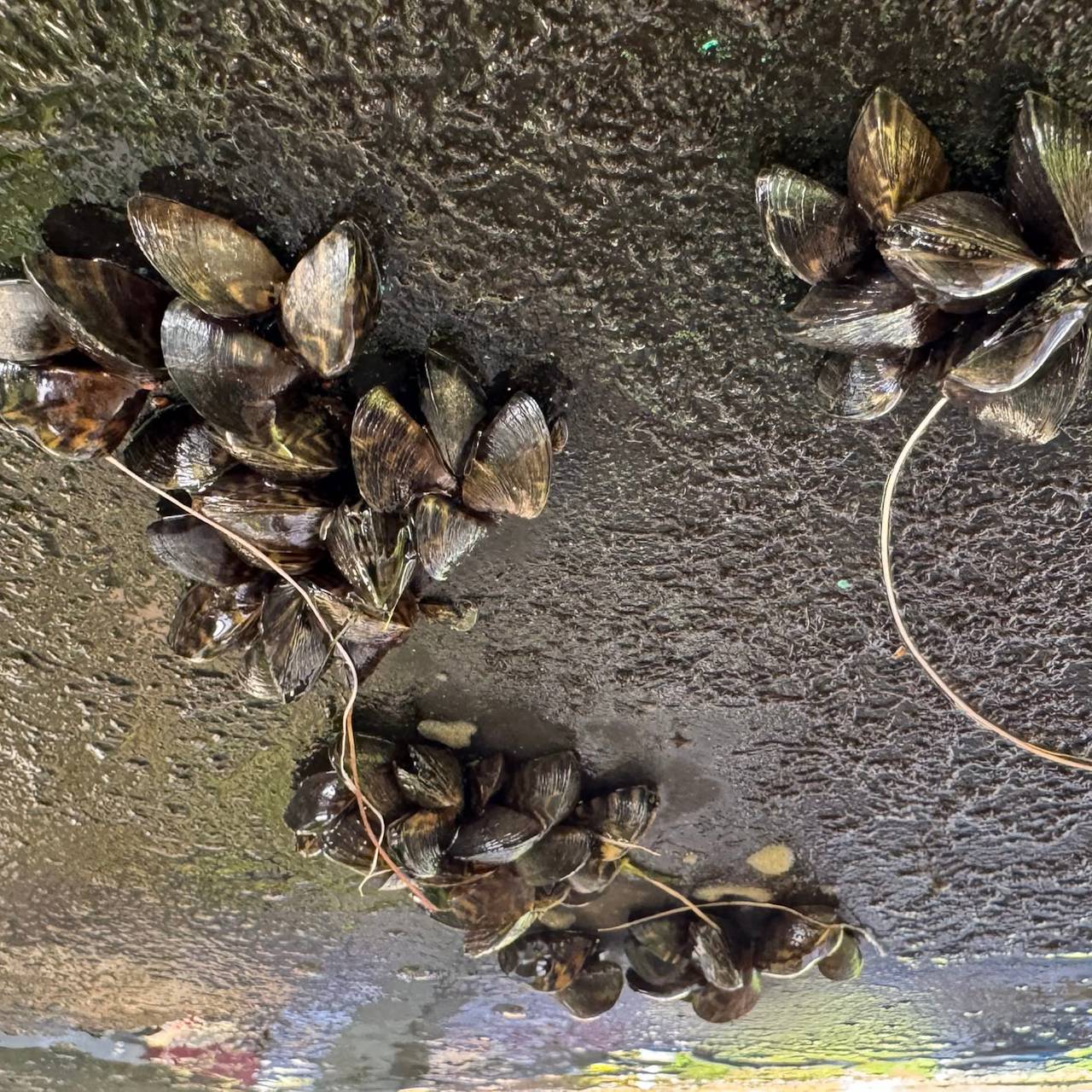 Reste von Quaggamuscheln an einem Boot nach dem Abkärchern.