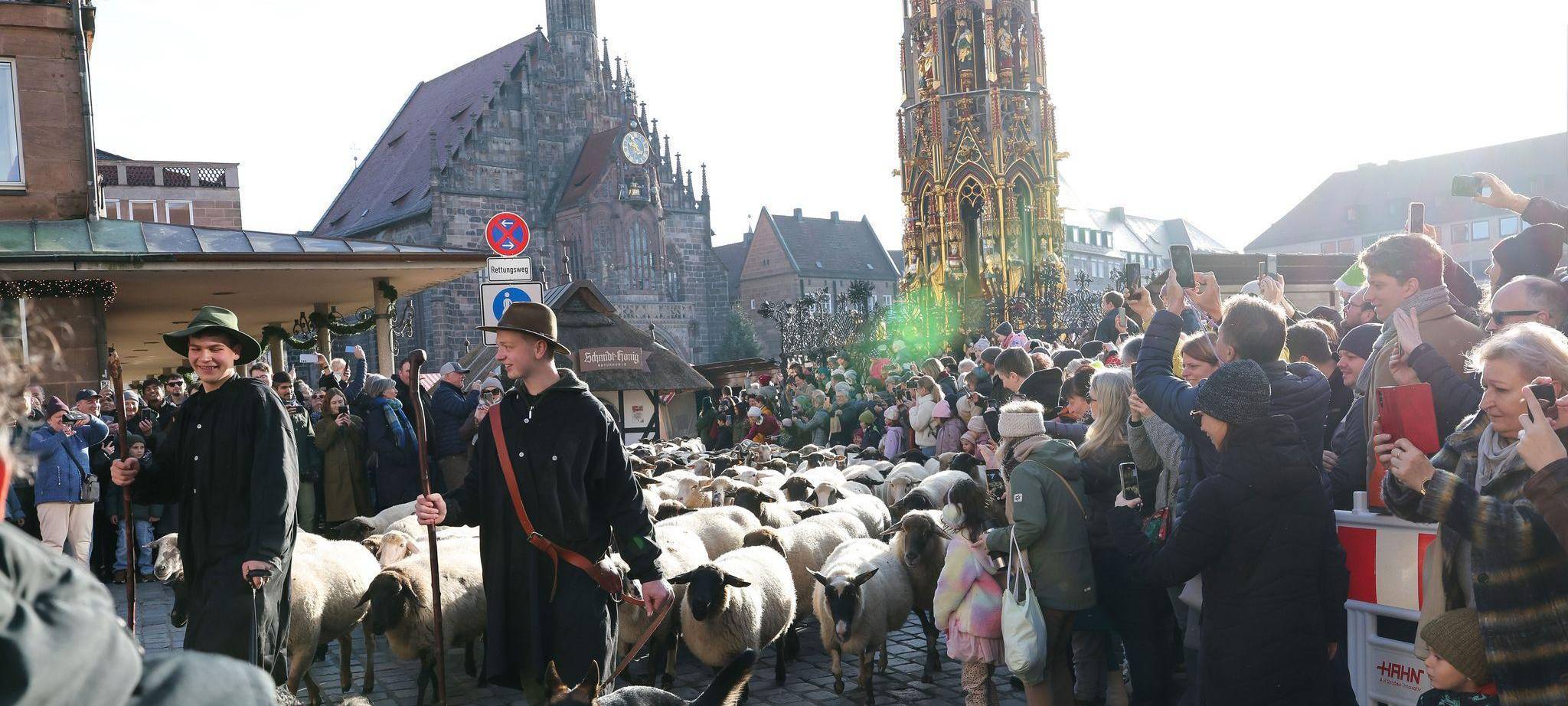 Schafe ziehen über den Hauptmarkt zu ihren Winterweiden