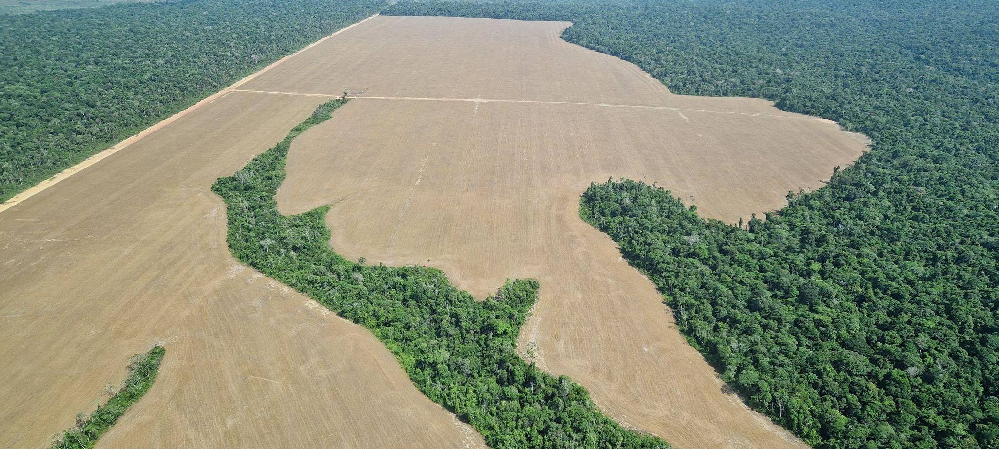 Für Sojaanbau gerodete Fläche im Amazonas-Regenwald