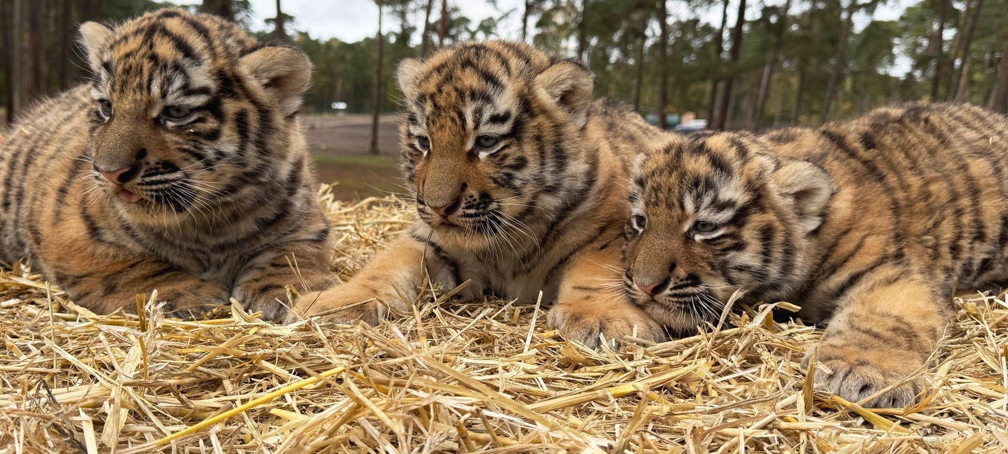 Drillings-Nachwuchs bei Sibirischen Tigern