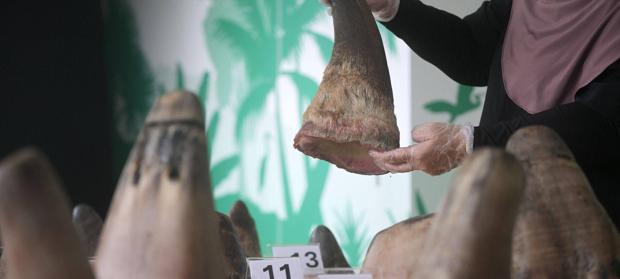 Singapur stoppt bisher größten Schmuggel mit Nashorn-Horn