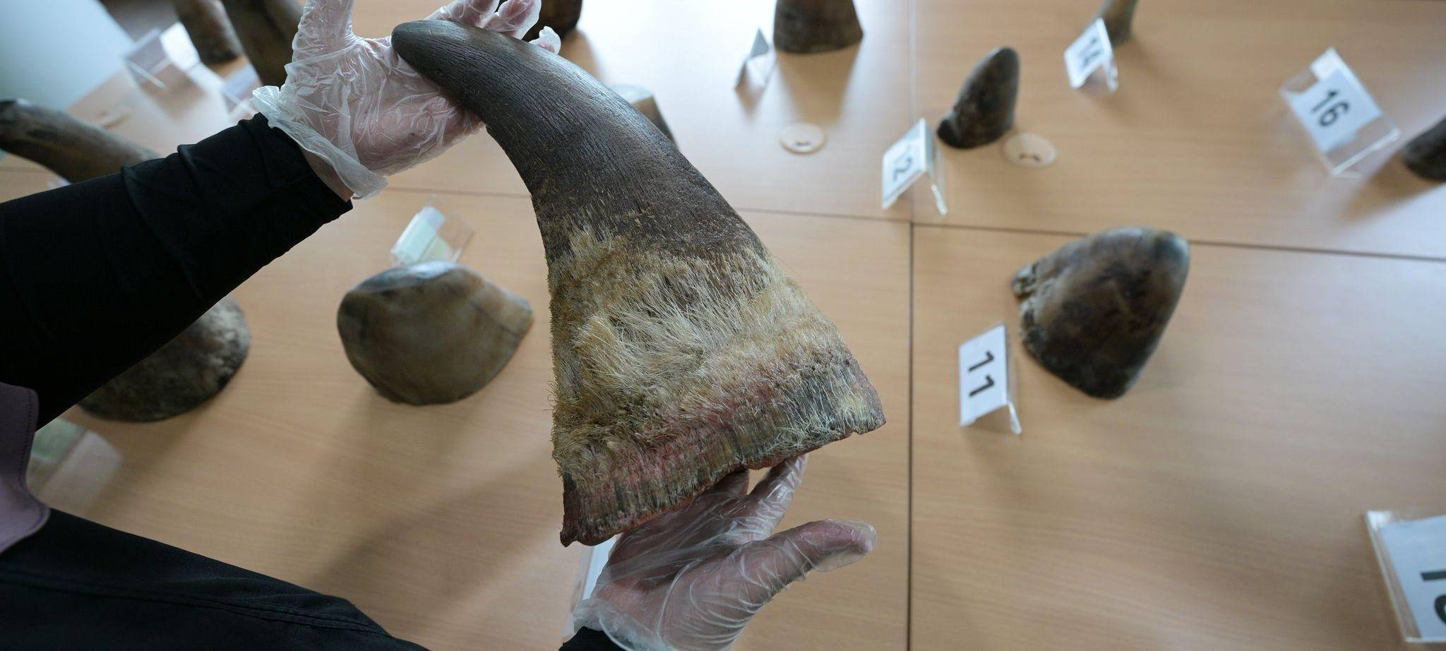 Singapur stoppt bisher größten Schmuggel mit Nashorn-Horn