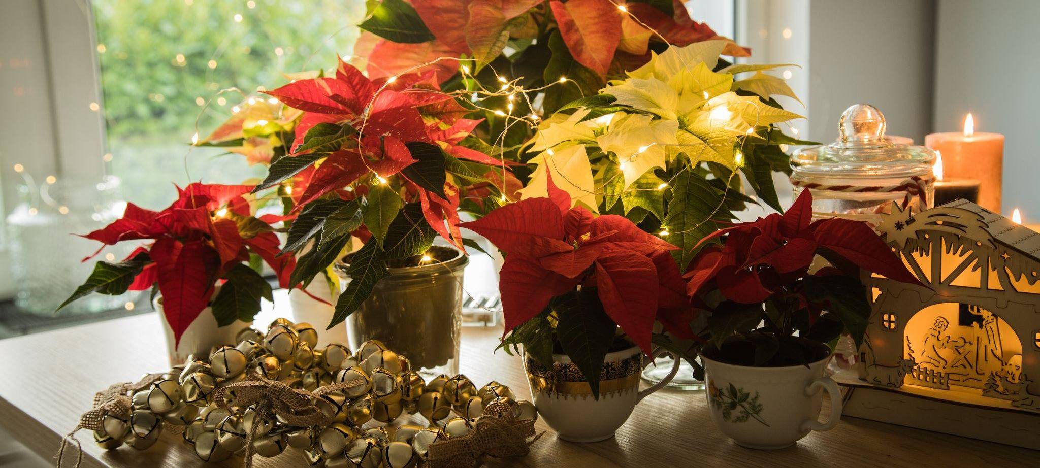 Weihnachtssterne auf einem Tisch