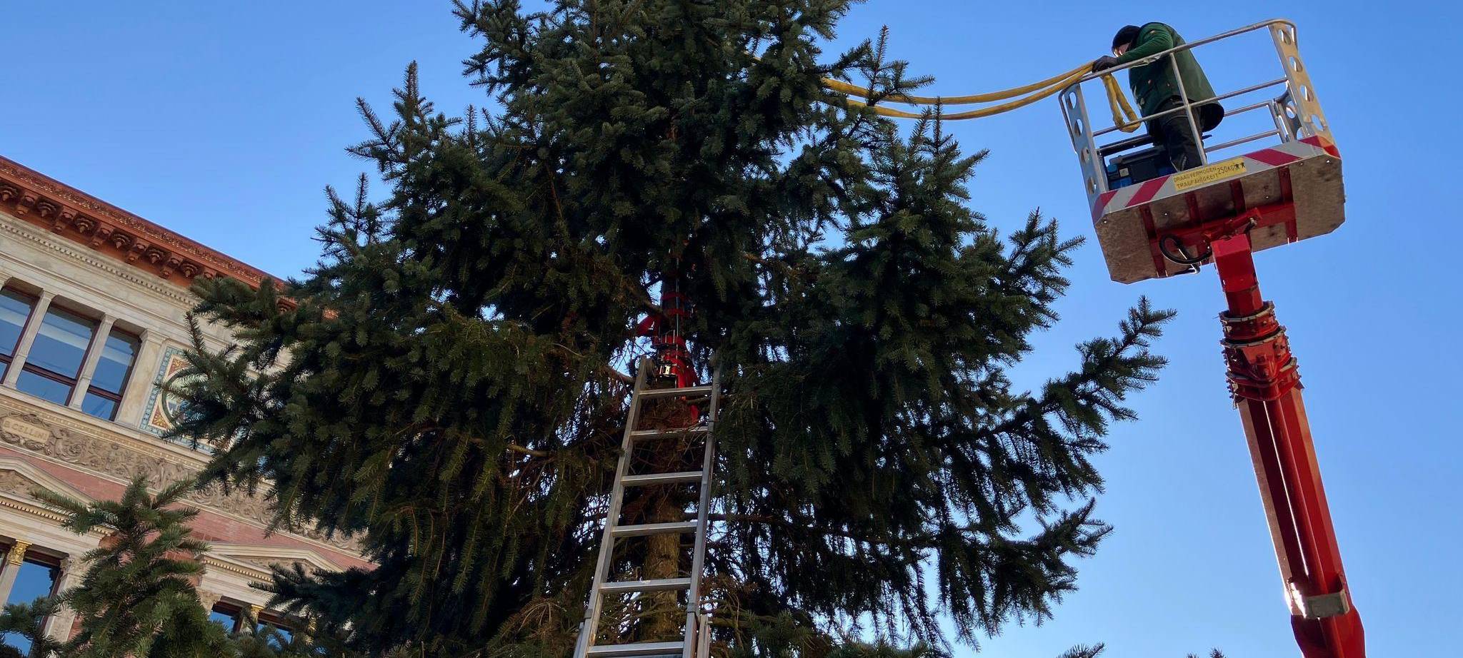 Weihnachtsbaum vor dem Abgeordnetenhaus aufgestellt