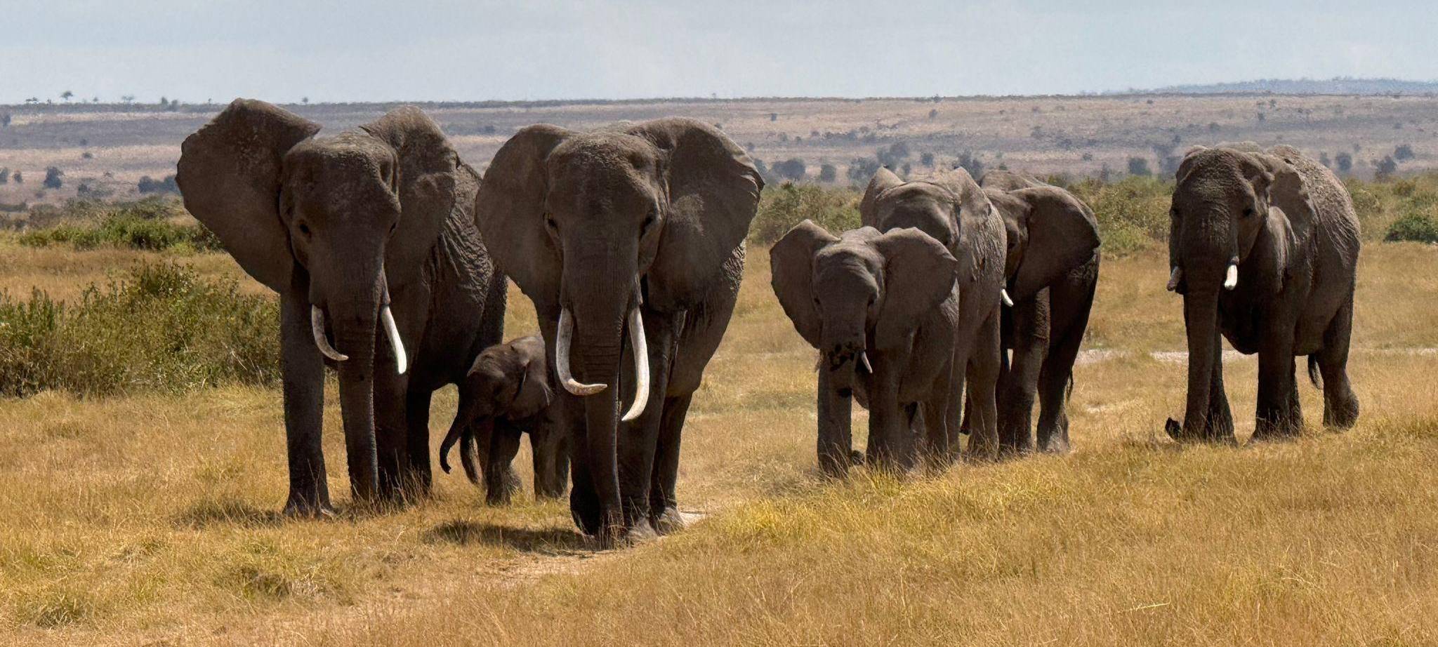 Elefanten im Amboseli-Nationalpark