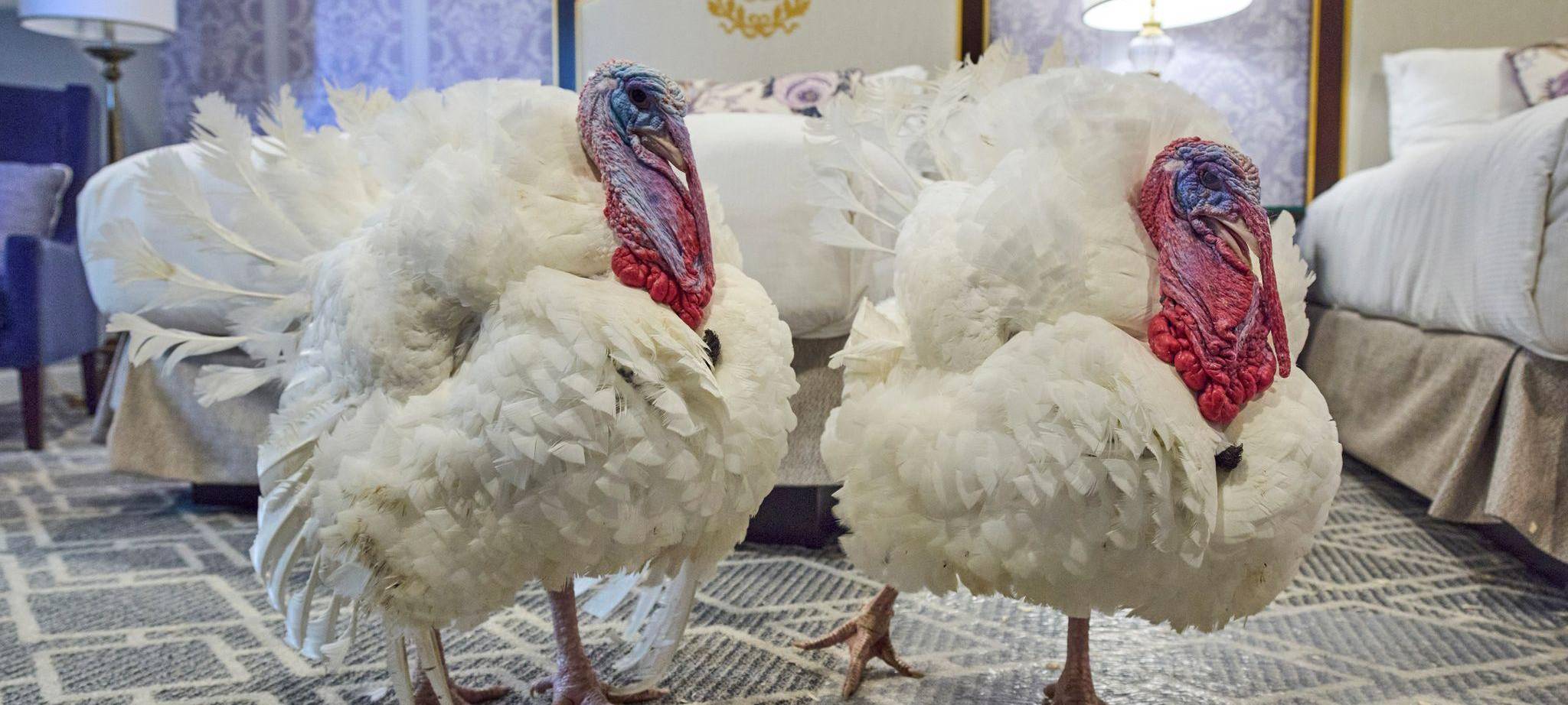 Vom US-Präsidenten begnadigte Truthähne Waddle und Gobble