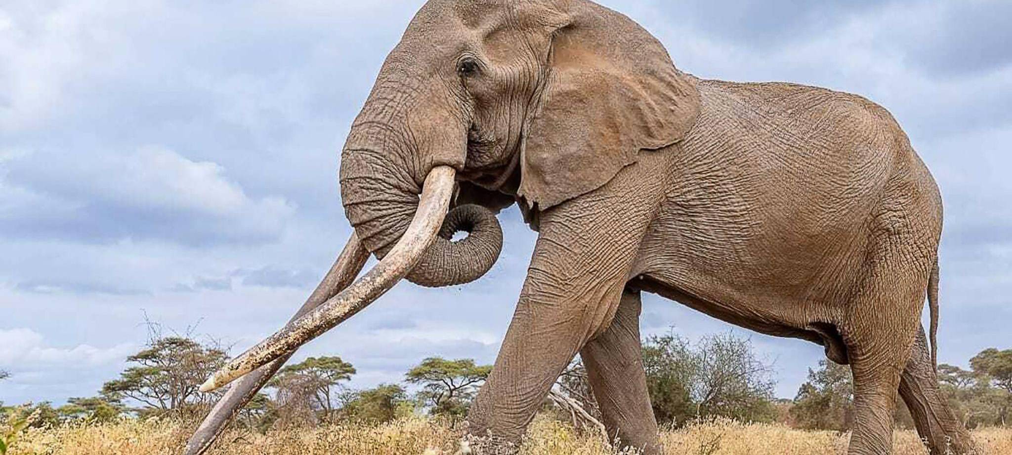 Berühmter Elefantenbulle Craig in Kenia gestorben