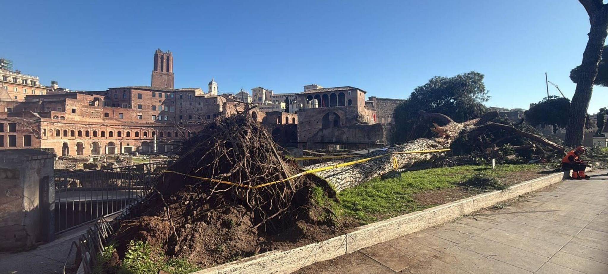 Umgestürzte Pinie im historischen Zentrum Roms