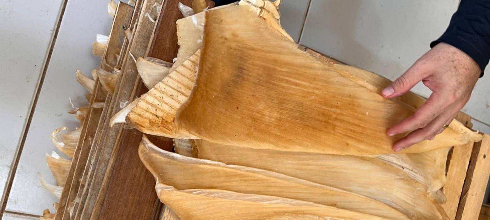 Mehr als 1,5 Tonnen Haiflossen in Brasilien beschlagnahmt