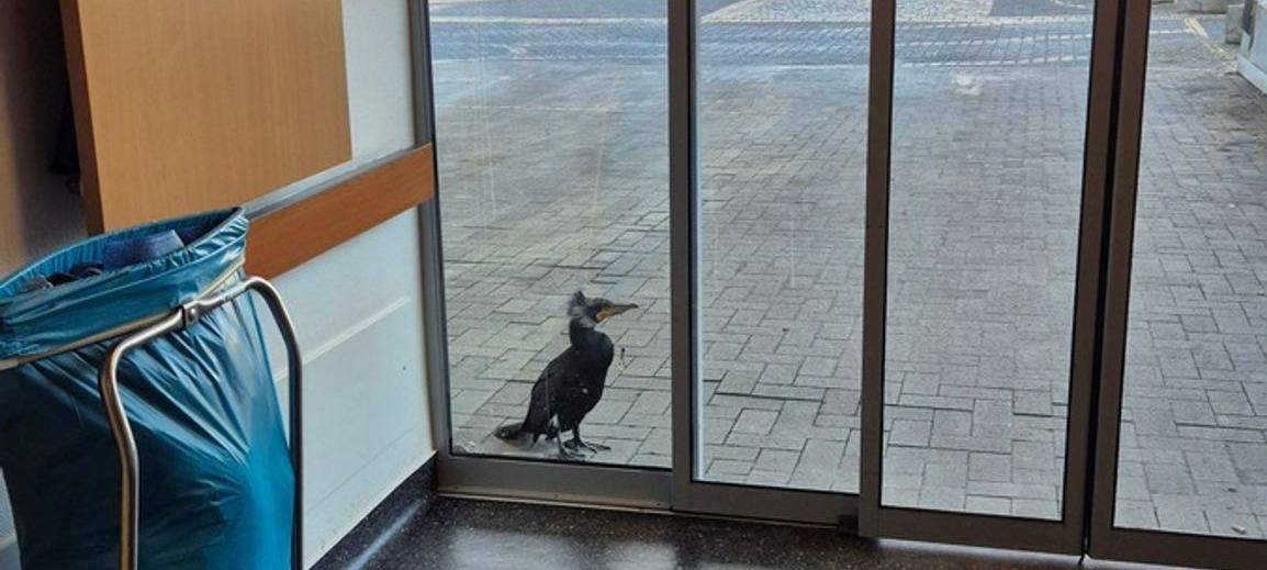 Verletzter Kormoran pickt gegen Tür von Notaufnahme