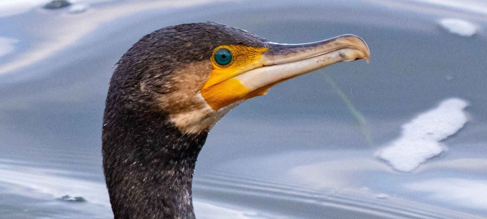 Kormoran
