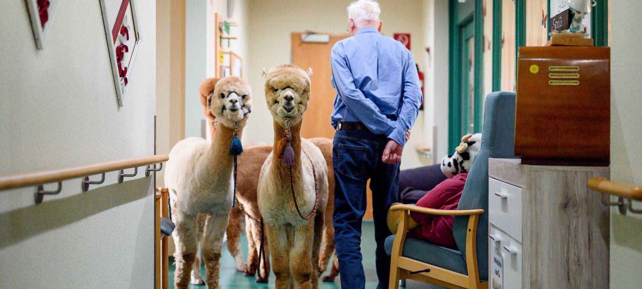 Therapie-Alpakas und Lamas im Seniorenheim