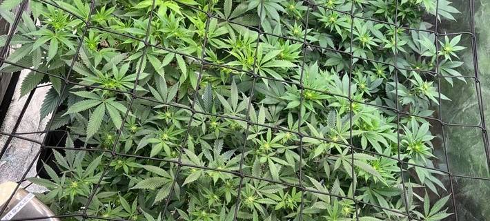 Polizeibeamte stellten am Sonntag eine Cannabisplantage sowie Waffen in einer Wohnung fest.