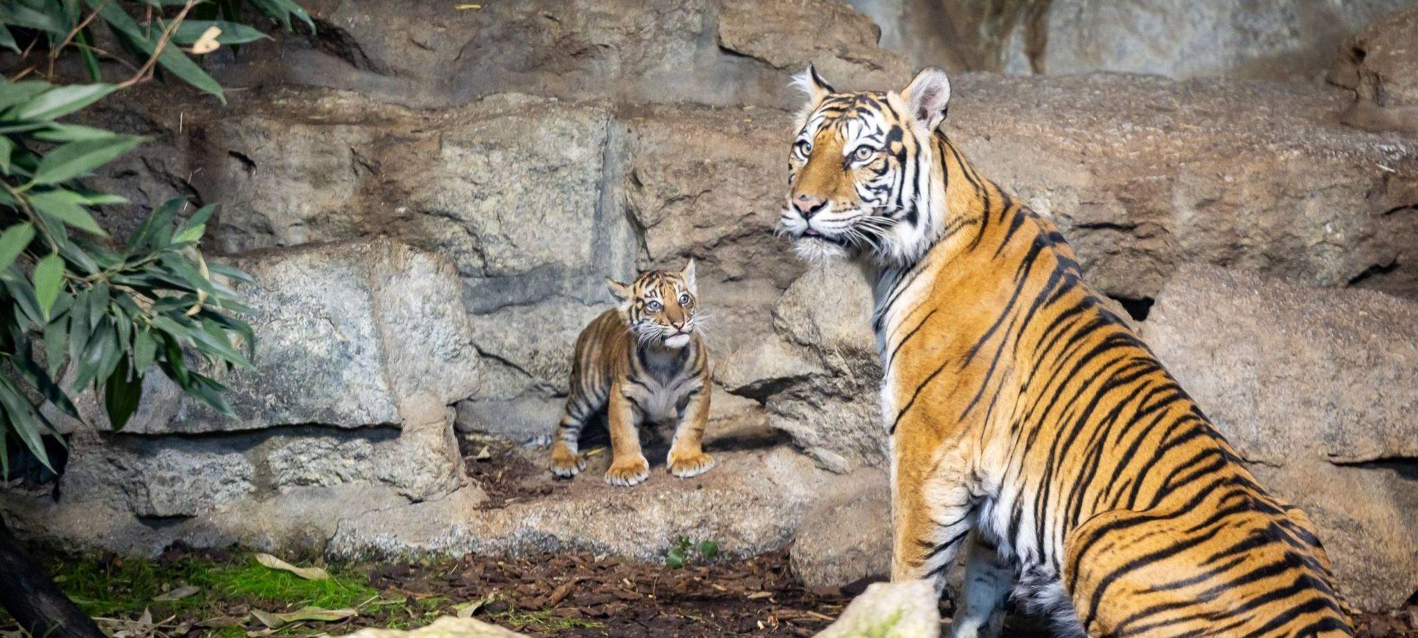 Sumatra-Tiger-Jungtier im Tierpark Berlin