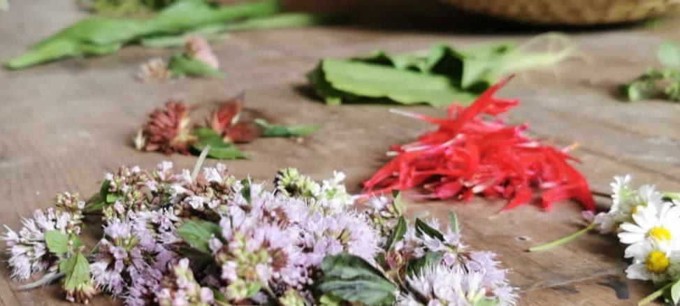 Pflanzfest am AllerWeltHaus