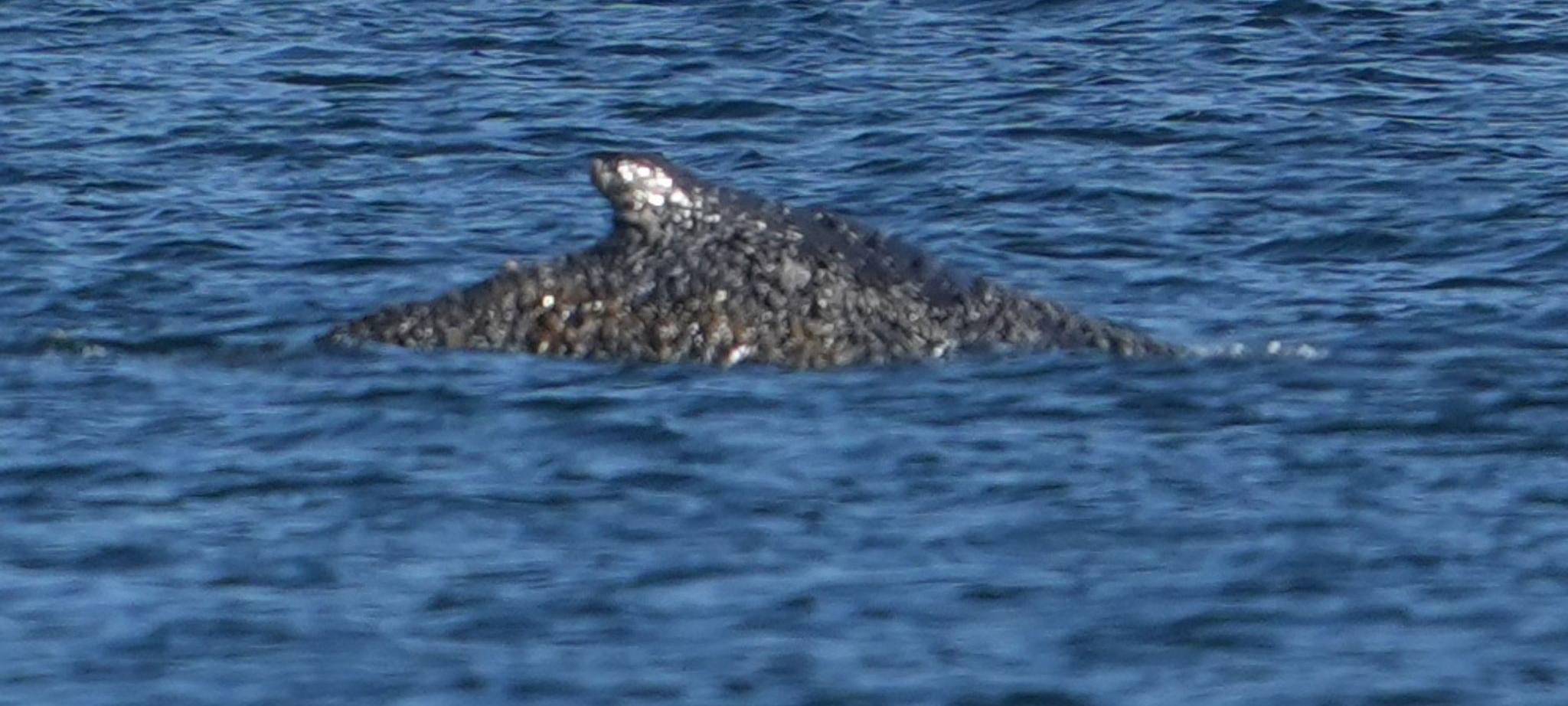 Wal an der Ostseeküste wieder frei
