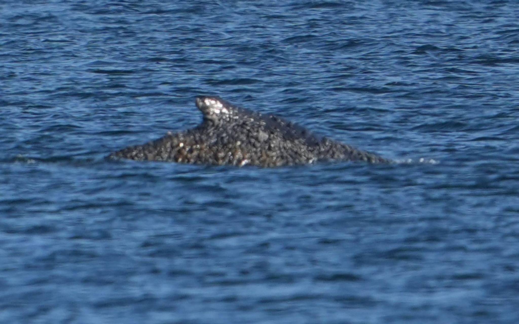 Wal an der Ostseeküste wieder frei
