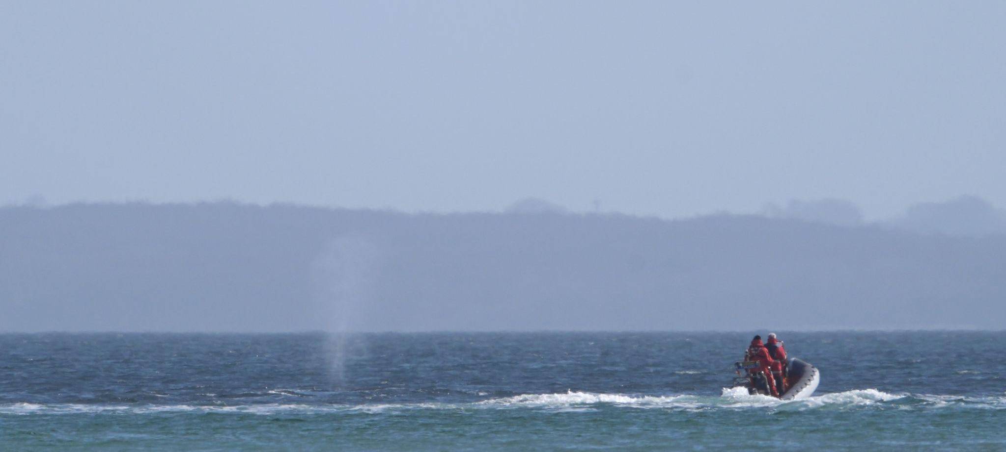 Wal an der Ostseeküste wieder frei