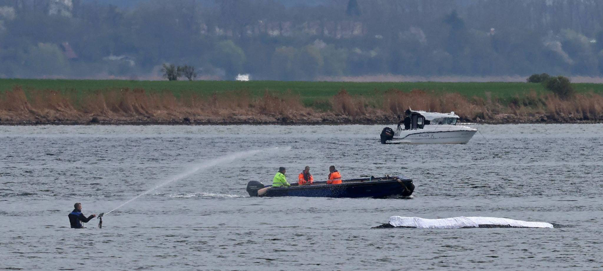 Rettungsaktion für den Buckelwal