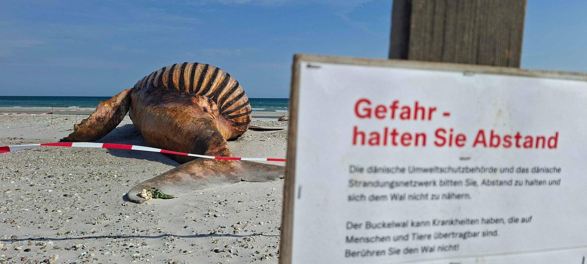 Weitere Entwicklung zum Buckelwal in der Ostsee