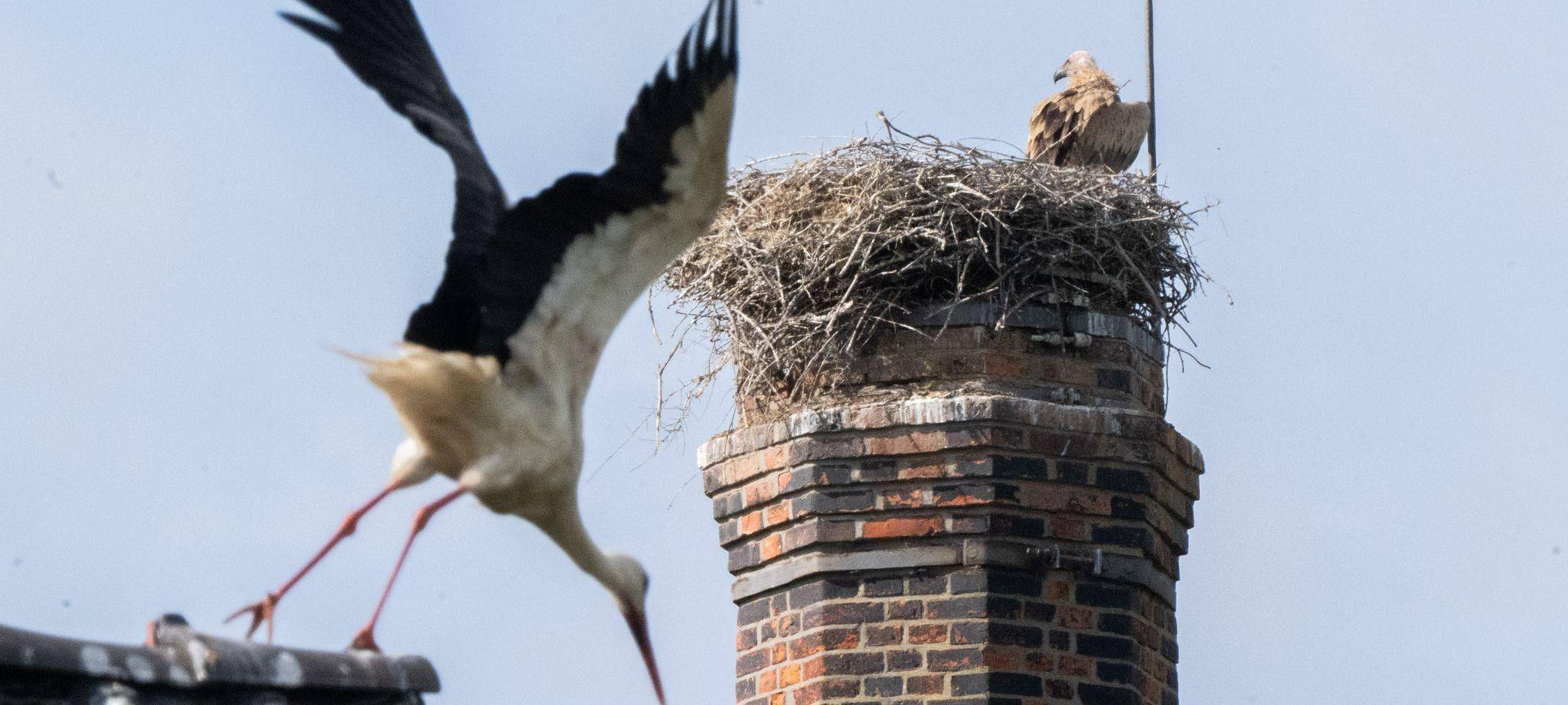 Gänsegeier in Algermissen tötet erneut Jungstörche