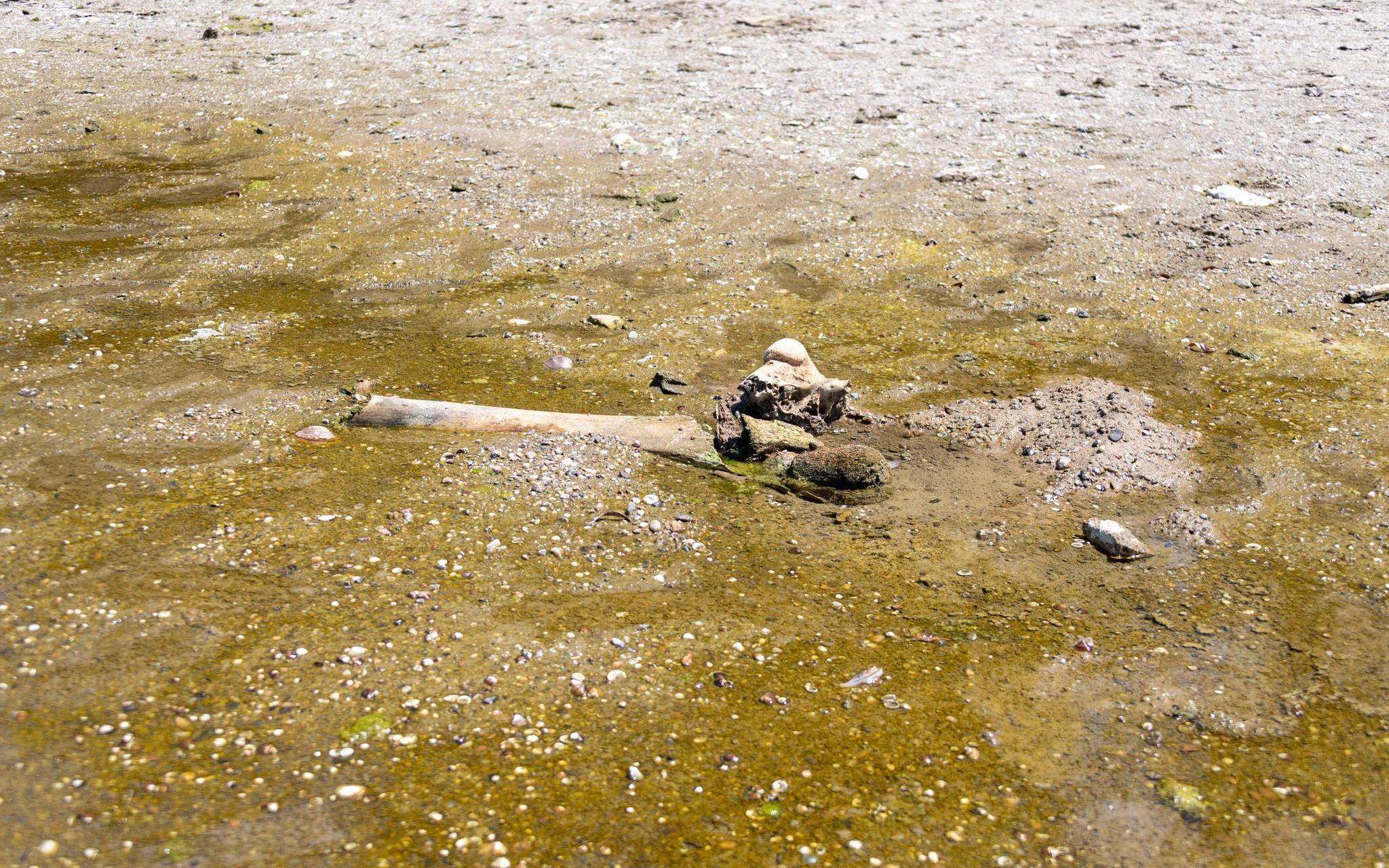 Mammutknochen an der Donau in Bulgarien