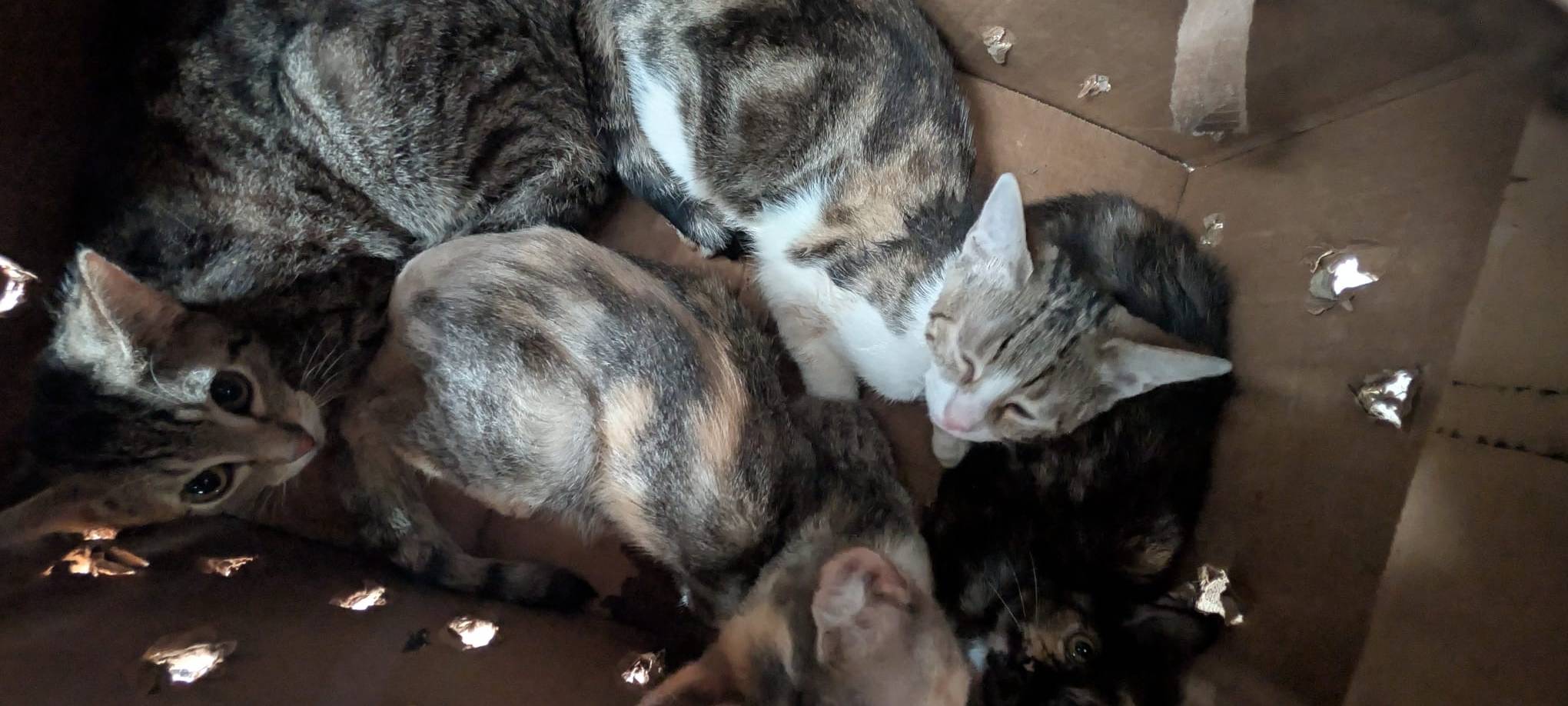 41 Katzen ausgesetzt